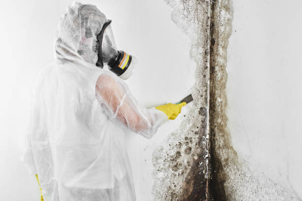 Best Commercial Mold Removal  in Gotha, FL